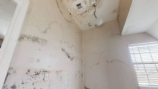 Best Airborne Mold Testing  in Concord, NH