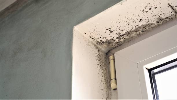 Best Water Damage & Mold Remediation  in Concord, NH