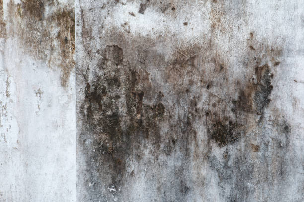 Best Comprehensive Air Testing for Mold Contaminants  in Concord, NH