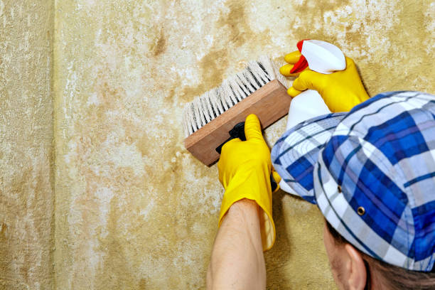 Best HVAC Mold Inspection and Cleaning  in Concord, NH