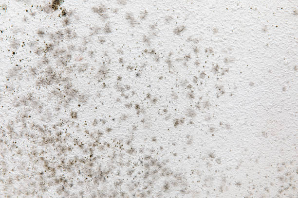 Trusted Concord, NH Mold Removal Experts