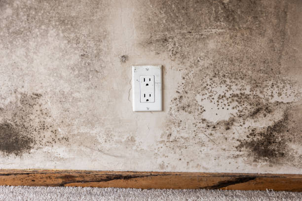  Concord, NH Mold Removal Pros