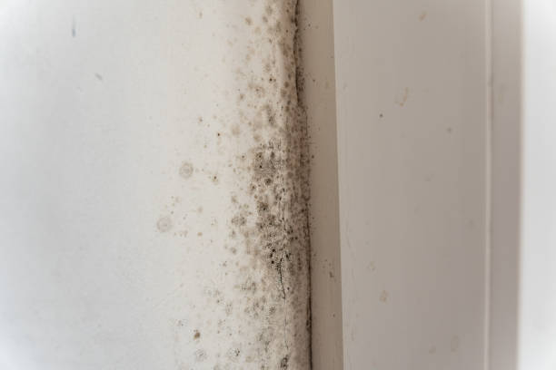 Best Real Estate Mold Inspection  in Concord, NH