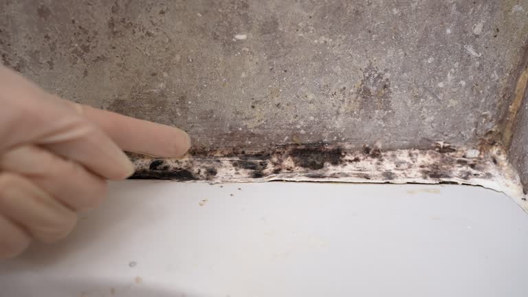 Best Industrial Mold Remediation  in Concord, NH