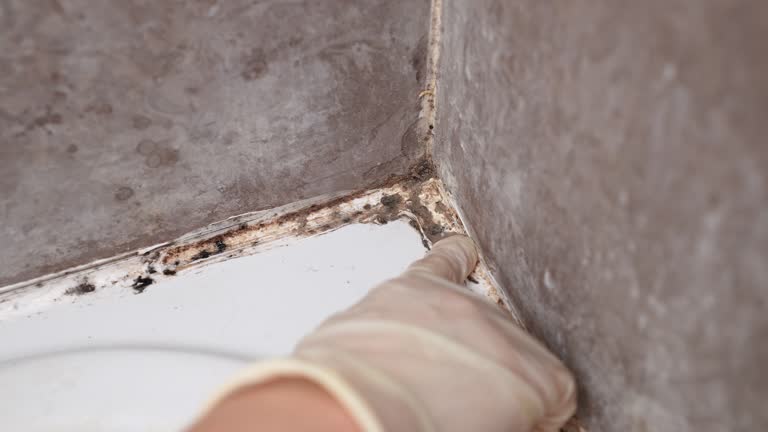 Best Commercial Mold Inspection  in Concord, NH